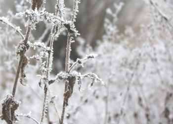 Tomato planting according to the Ice Saints